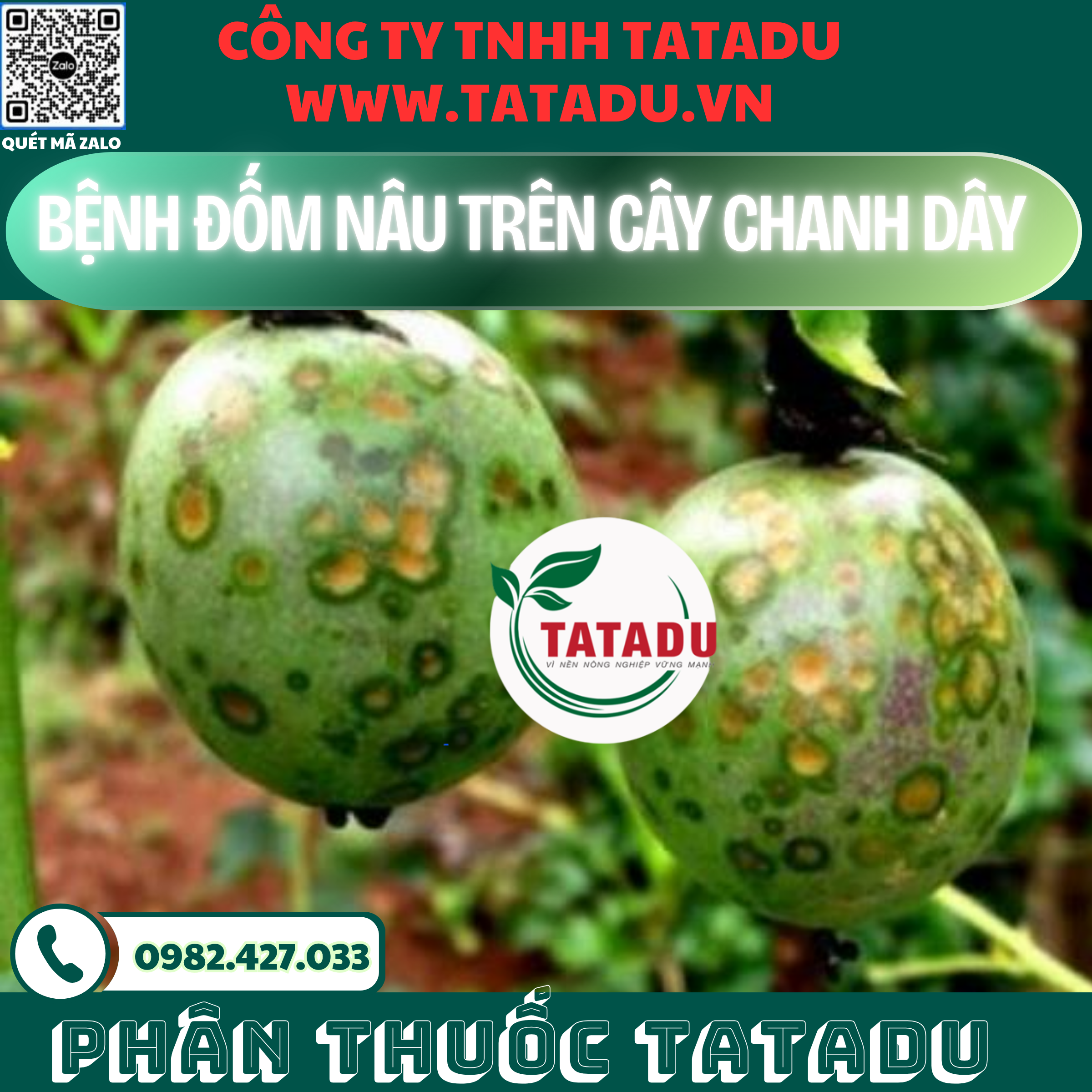 BENH DOM NAU TREN CAY CHANH DAY