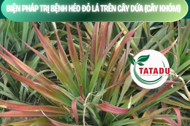 BIỆN PHÁP TRỊ BỆNH HÉO ĐỎ LÁ TRÊN CÂY DỨA (CÂY KHÓM) – CÔNG TY TNHH TATADU