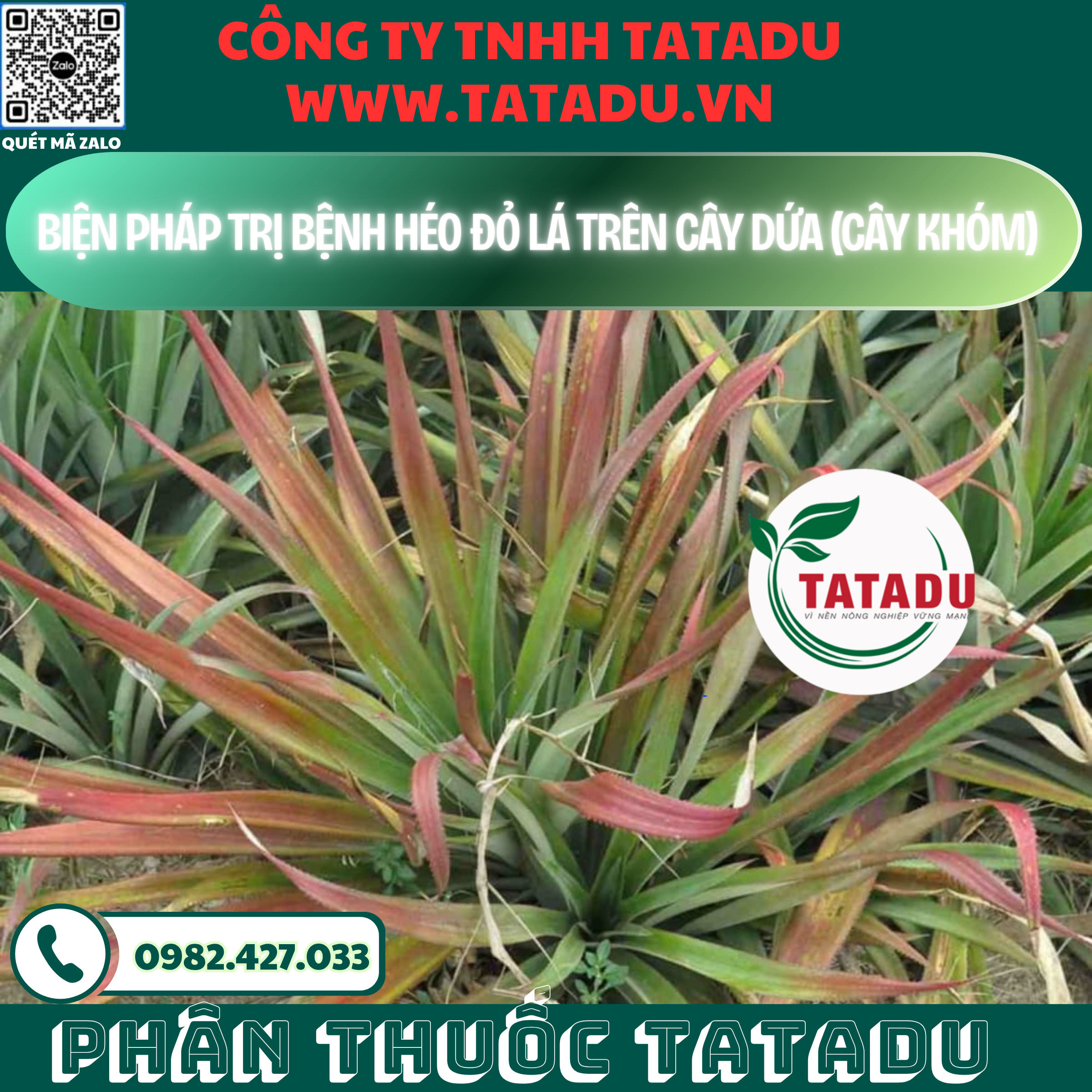 BIEN PHAP TRI BENH HEO DO LA TREN CAY DUA CAY KHOM