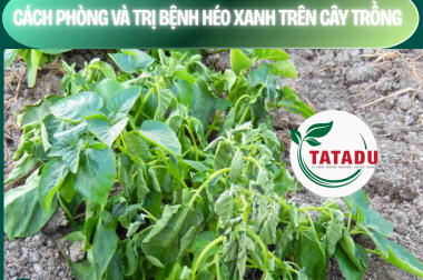 CÁCH PHÒNG VÀ TRỊ BỆNH HÉO XANH TRÊN CÂY TRỒNG – CÔNG TY TNHH TATADU