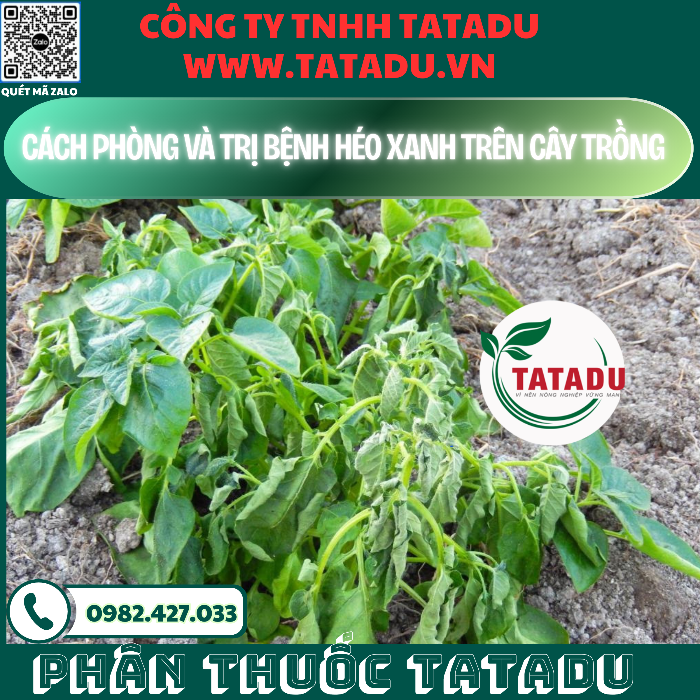 CACH PHONG VA TRI BENH HEO XANH TREN CAY TRONG