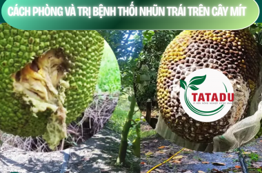 CÁCH PHÒNG VÀ TRỊ BỆNH THỐI NHŨN TRÁI TRÊN CÂY MÍT – CÔNG TY TNHH TATADU
