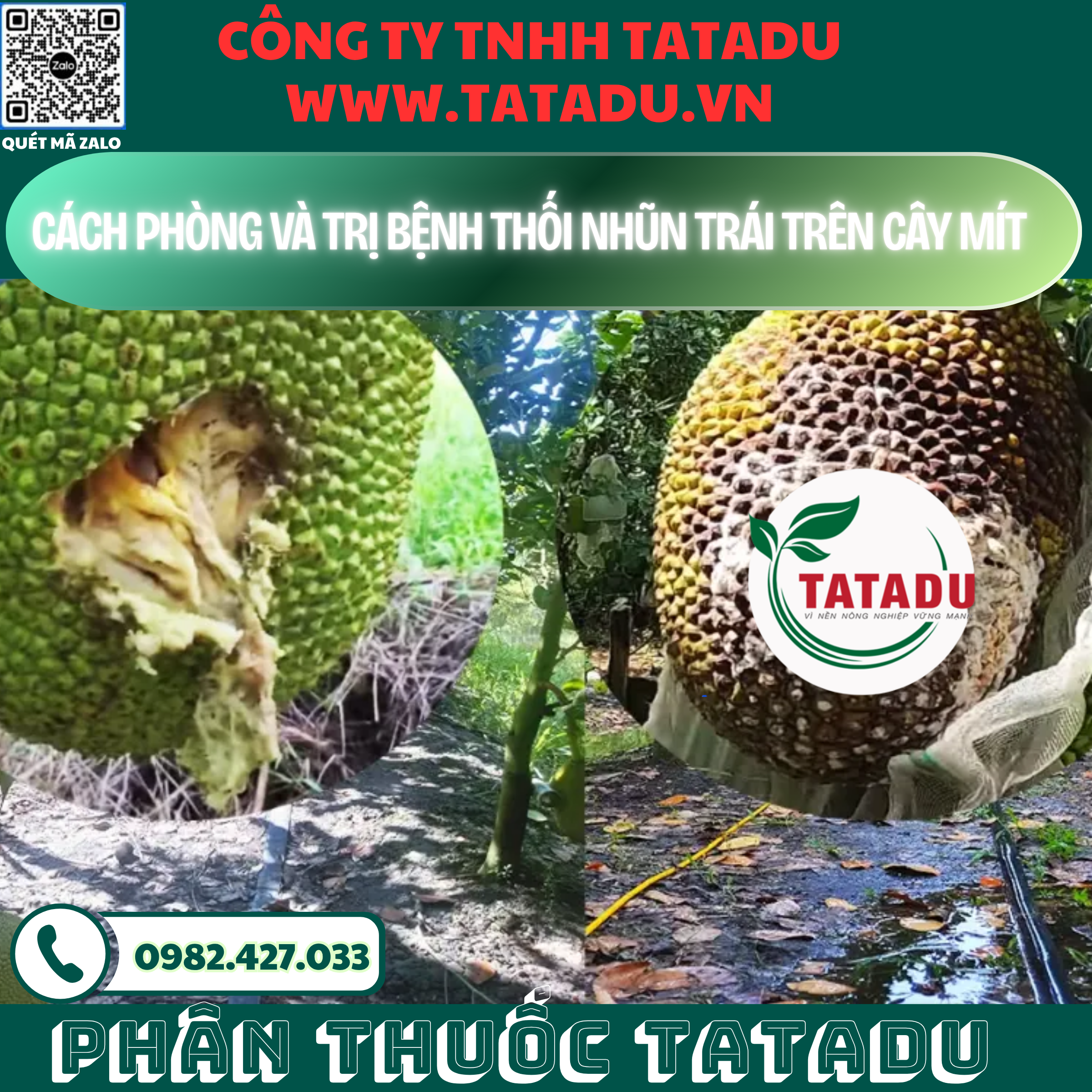 CACH PHONG VA TRI BENH THOI NHUN TRAI TREN CAY MIT 1 CACH PHONG VA TRI BENH THOI NHUN TRAI TREN CAY MIT 1