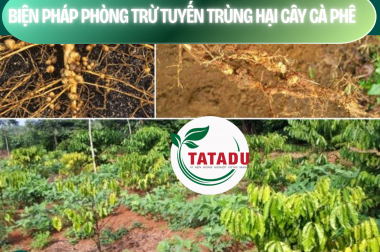 BIỆN PHÁP PHÒNG TRỪ TUYẾN TRÙNG HẠI CÂY CÀ PHÊ – CÔNG TY TNHH TATADU