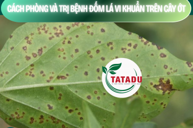 CÁCH PHÒNG VÀ TRỊ BỆNH ĐỐM LÁ VI KHUẨN TRÊN CÂY ỚT – CÔNG TY TNHH TATADU