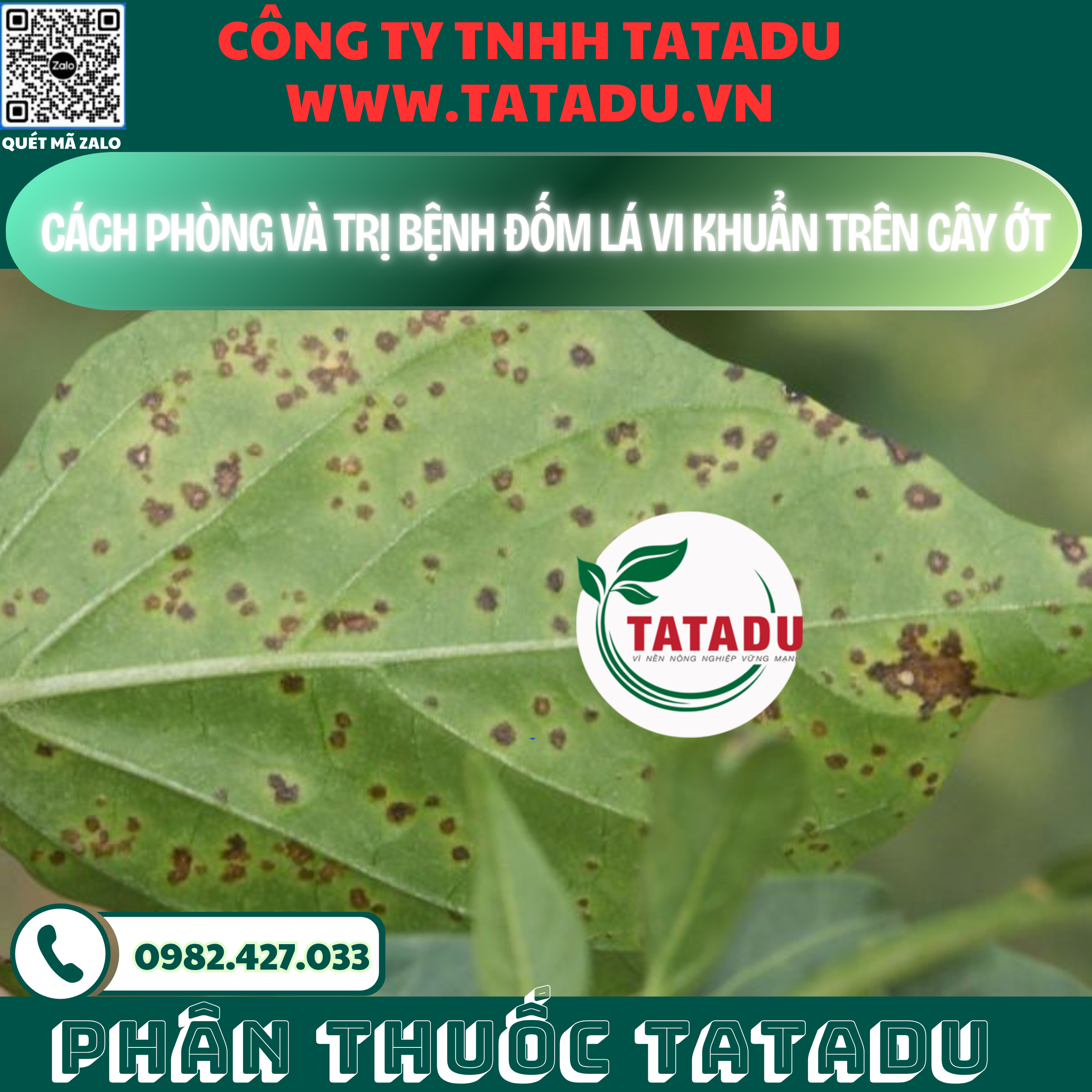CACH PHONG VA TRI BENH DOM LA VI KHUAN TREN CAY OT