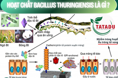HOẠT CHẤT BACILLUS THURINGIENSIS LÀ GÌ? – CÔNG TY TNHH TATADU