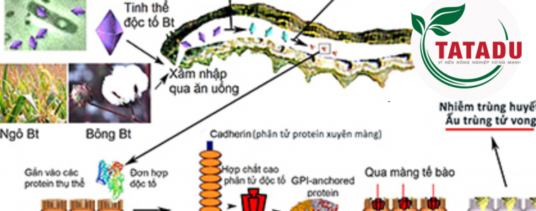 HOAT CHAT BACILLUS THURINGIENSIS LA GI