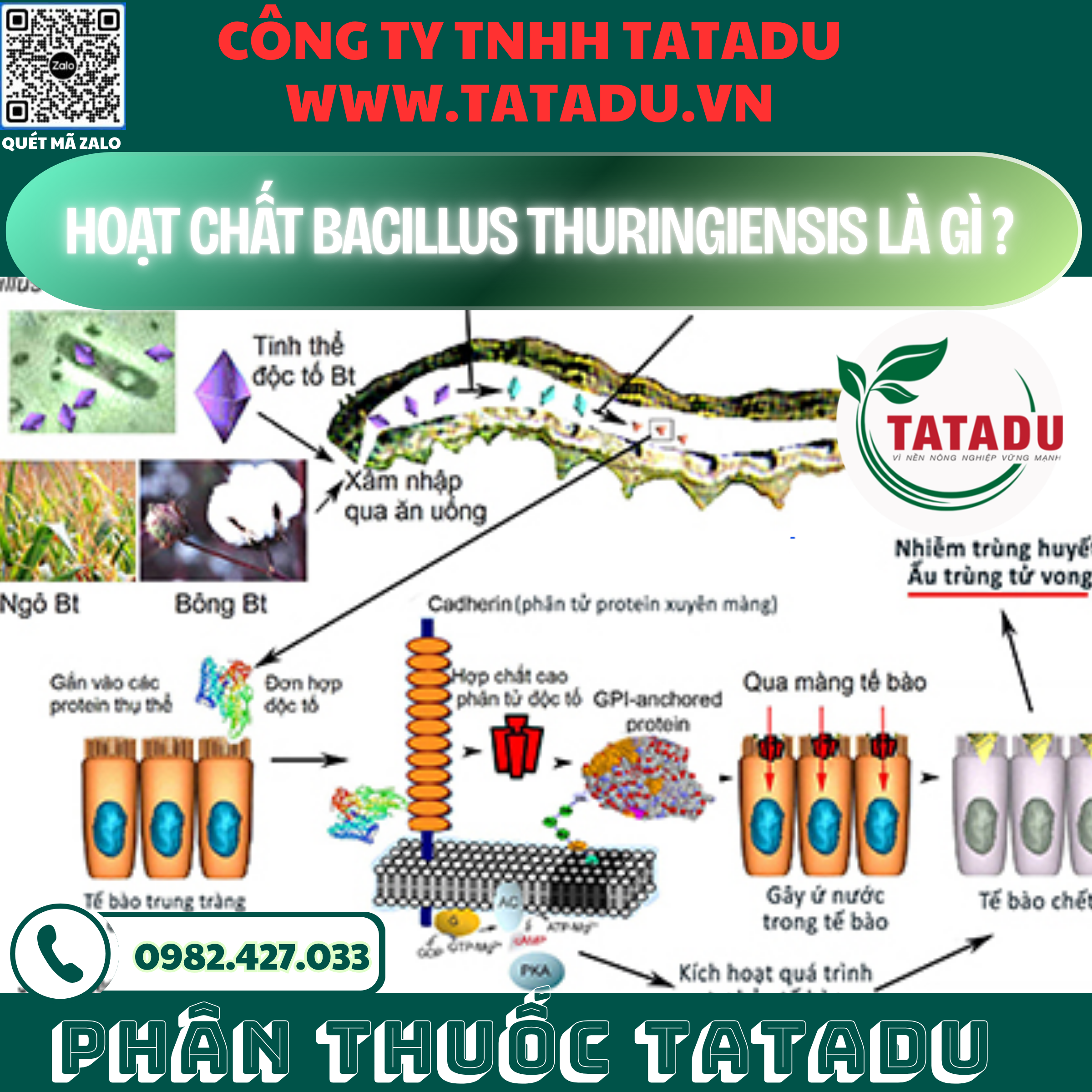 HOAT CHAT BACILLUS THURINGIENSIS LA GI