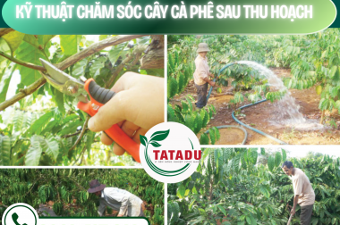 KỸ THUẬT CHĂM SÓC CÂY CÀ PHÊ SAU THU HOẠCH – CÔNG TY TNHH TATADU