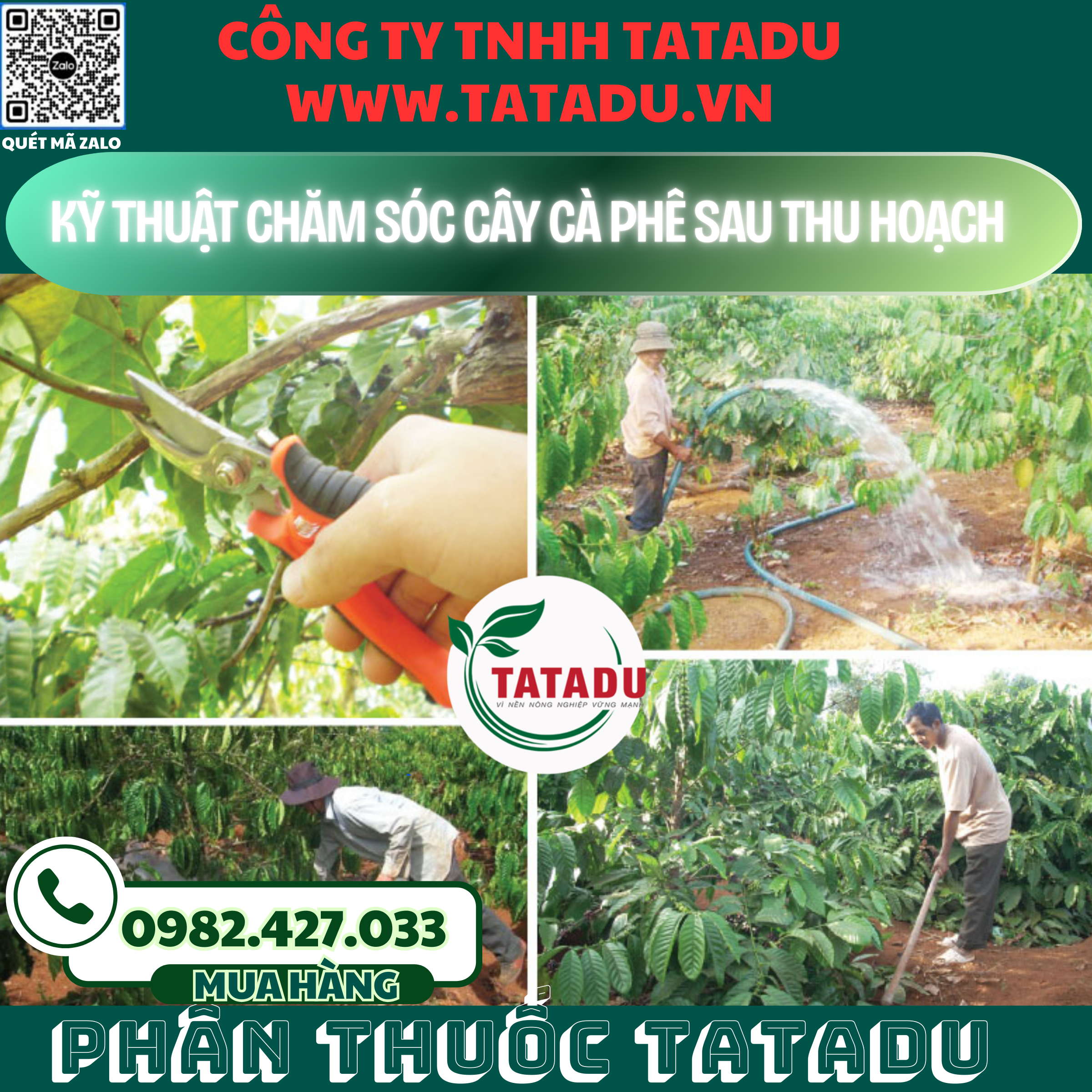 KY THUAT CHAM SOC CAY CA PHE SAU THU HOACH