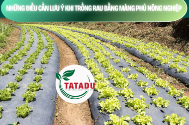 NHỮNG ĐIỀU CẦN LƯU Ý KHI TRỒNG RAU BẰNG MÀNG PHỦ NÔNG NGHIỆP – CÔNG TY TNHH TATADU