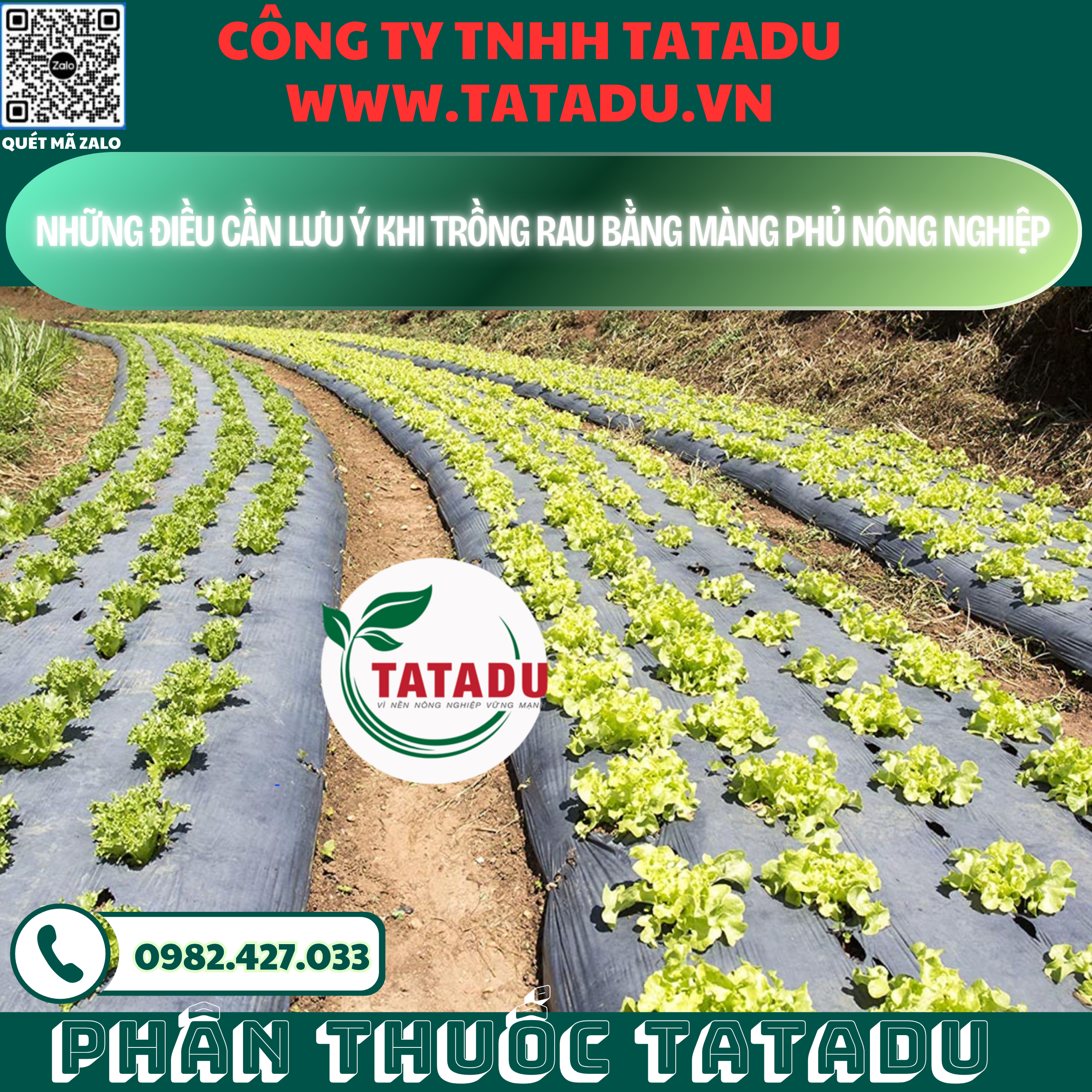 NHUNG DIEU CAN LUU Y KHI TRONG RAU BANG MANG PHU NONG NGHIEP