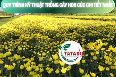 QUY TRÌNH KỸ THUẬT TRỒNG CÂY HOA CÚC CHI TIẾT NHẤT – CÔNG TY TNHH TATADU