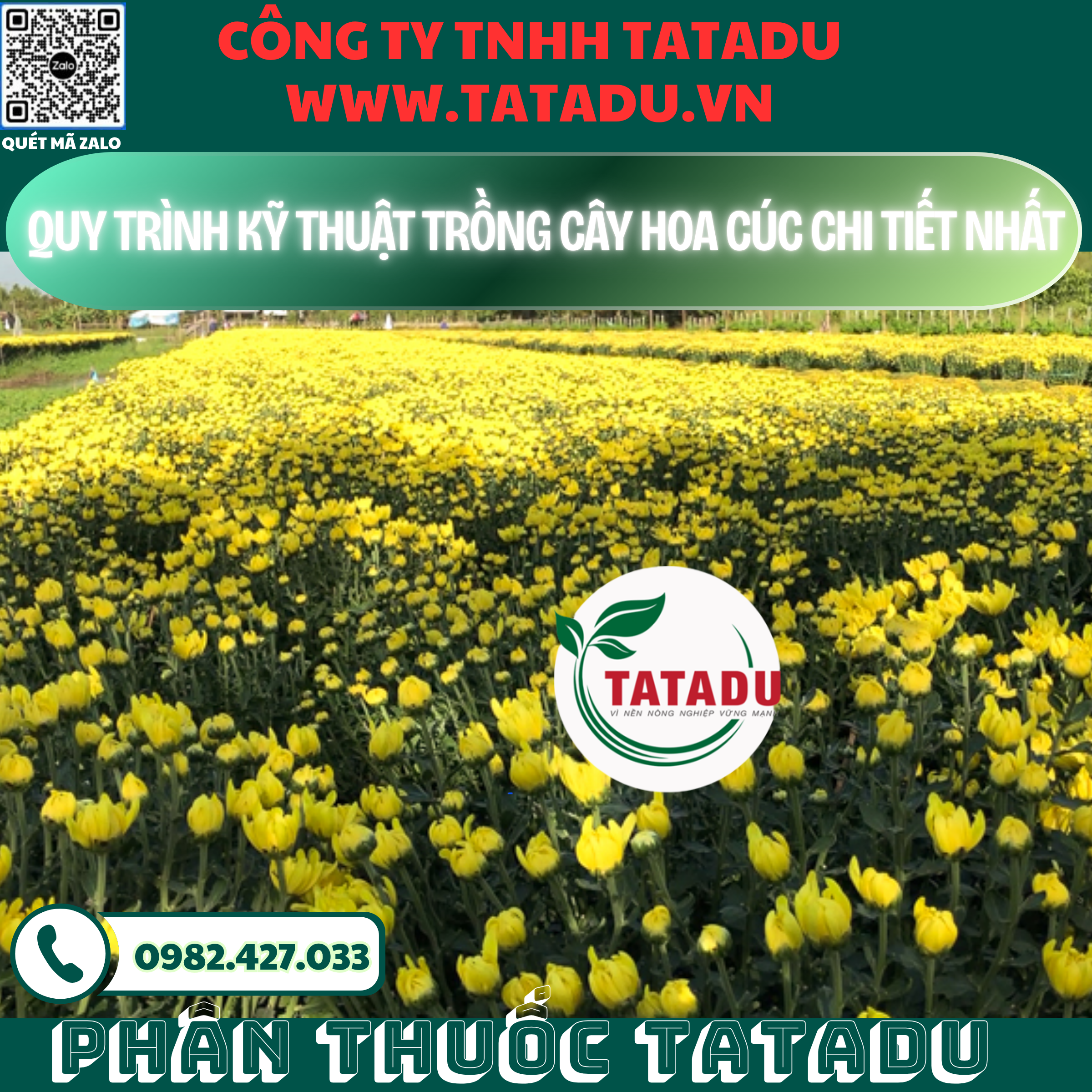 QUY TRINH KY THUAT TRONG CAY HOA CUC CHI TIET NHAT