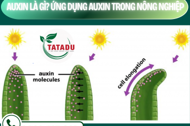 AUXIN LÀ GÌ? ỨNG DỤNG AUXIN TRONG NÔNG NGHIỆP – CÔNG TY TNHH TATADU