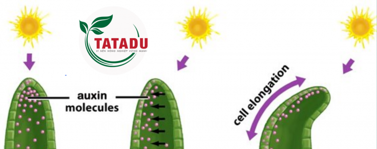 AUXIN LA GI UNG DUNG AUXIN TRONG NONG NGHIEP