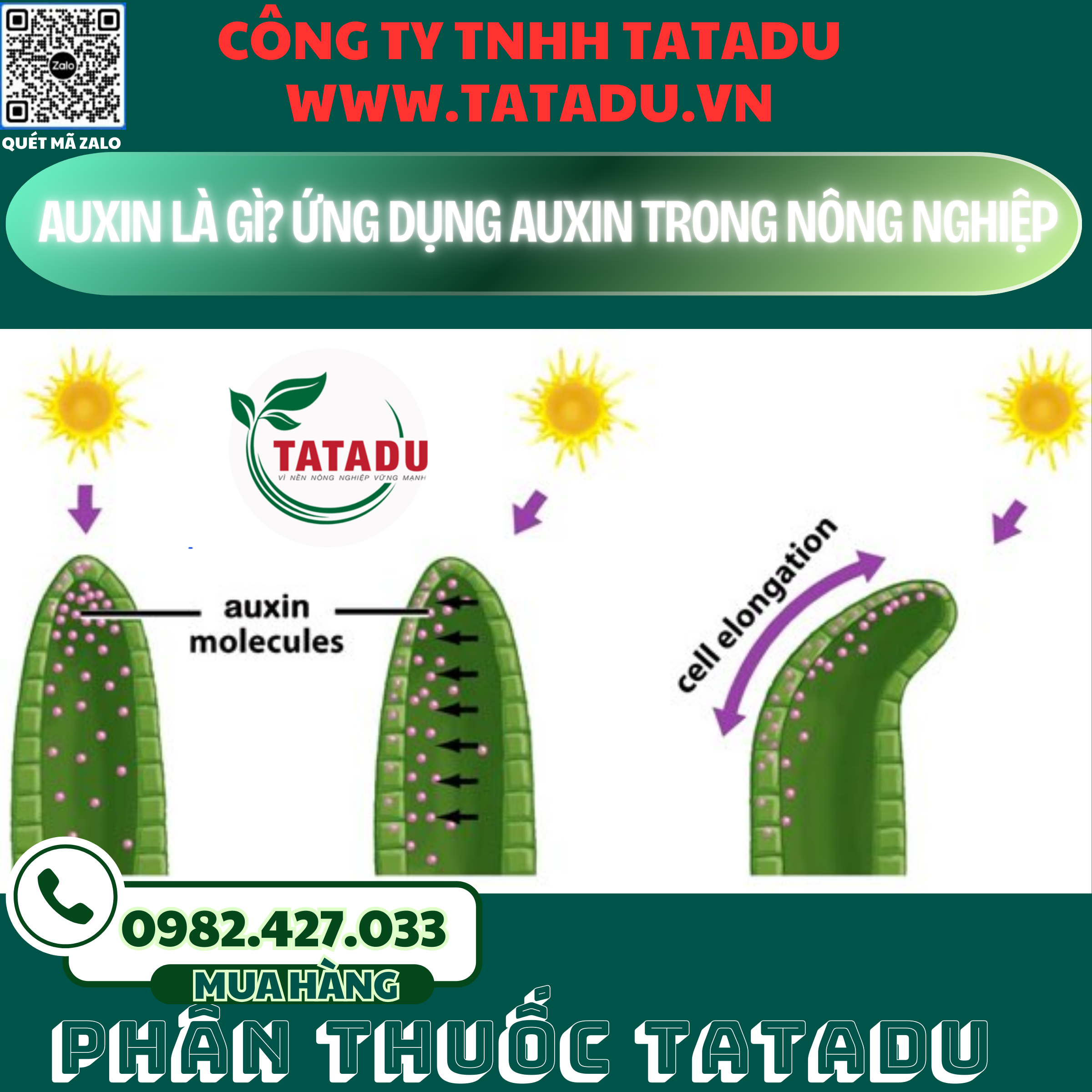 AUXIN LA GI UNG DUNG AUXIN TRONG NONG NGHIEP