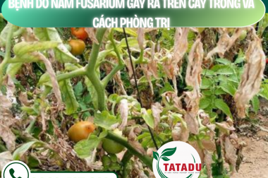 BỆNH DO NẤM FUSARIUM GÂY RA TRÊN CÂY TRỒNG VÀ CÁCH PHÒNG TRỊ – CÔNG TY TNHH TATADU
