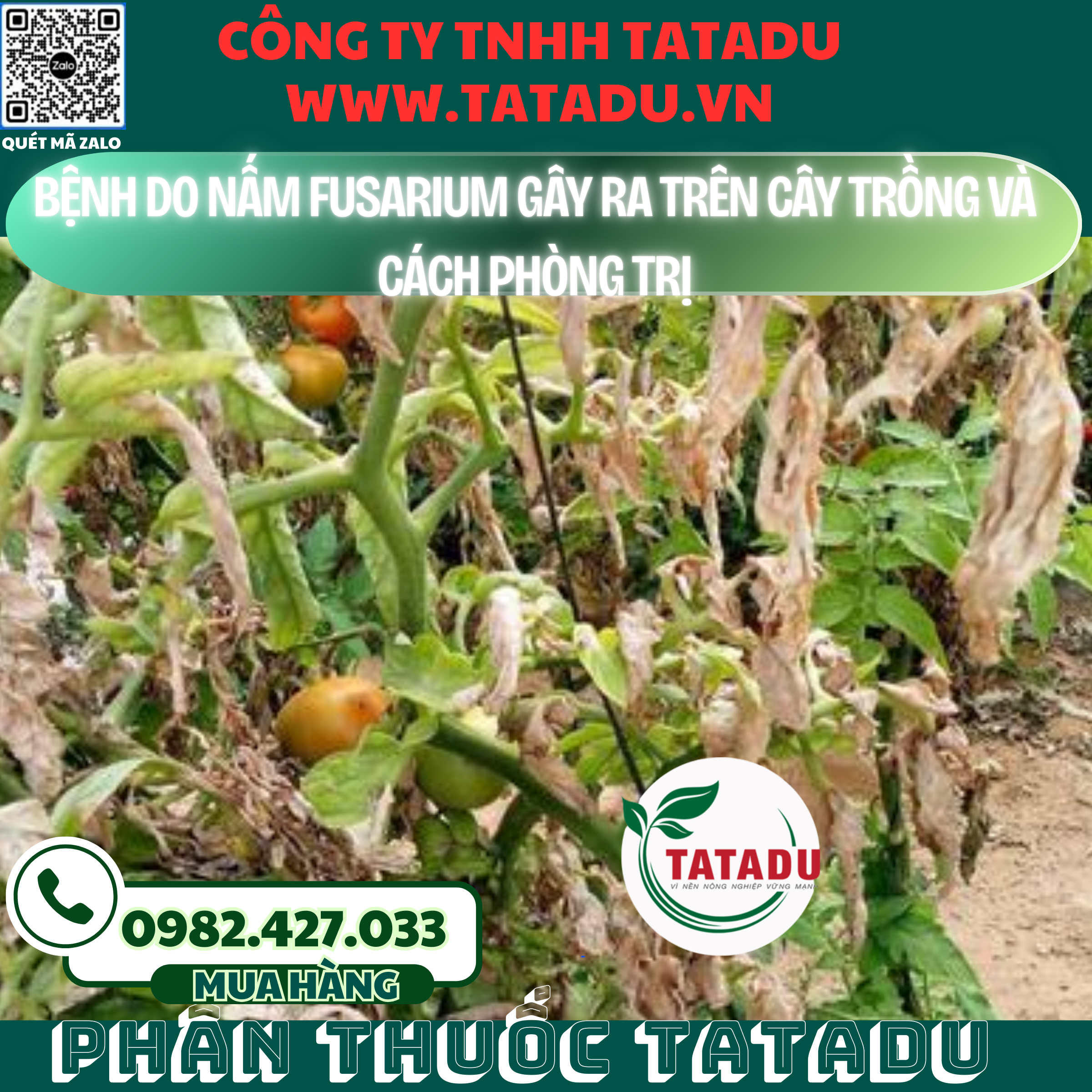 BENH DO NAM FUSARIUM GAY RA TREN CAY TRONG VA CACH PHONG TRI
