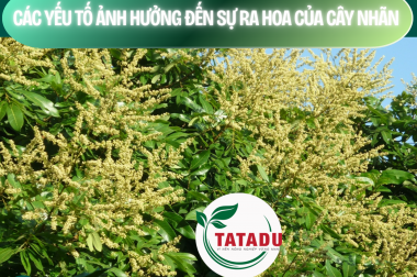 CÁC YẾU TỐ ẢNH HƯỞNG ĐẾN SỰ RA HOA CỦA CÂY NHÃN – CÔNG TY TNHH TATADU