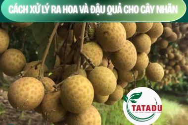 CÁCH XỬ LÝ RA HOA VÀ ĐẬU QUẢ CHO CÂY NHÃN – CÔNG TY TNHH TATADU