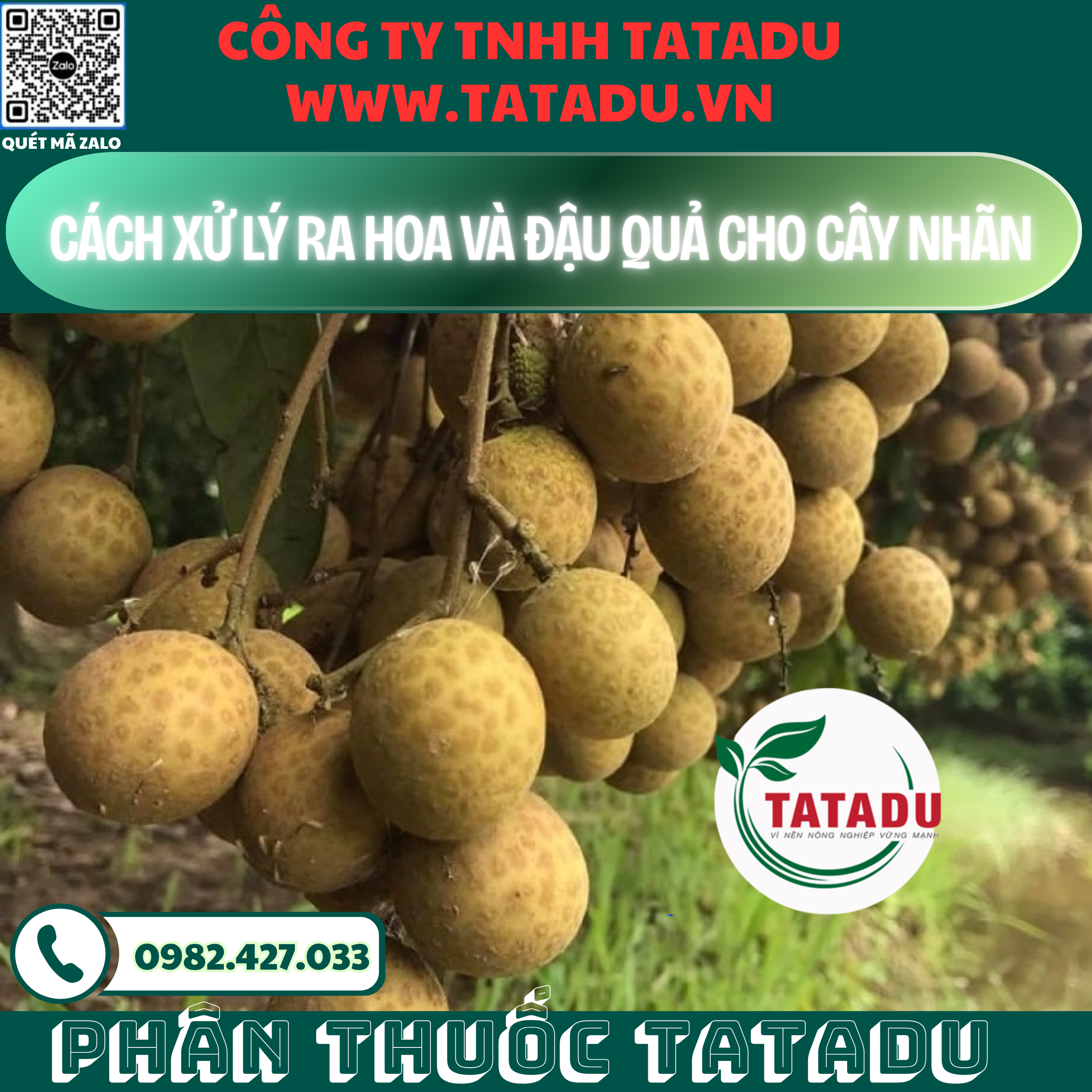 CACH XU LY RA HOA VA DAU QUA CHO CAY NHAN