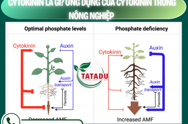 CYTOKININ LÀ GÌ? ỨNG DỤNG CỦA CYTOKININ TRONG NÔNG NGHIỆP – CÔNG TY TNHH TATADU