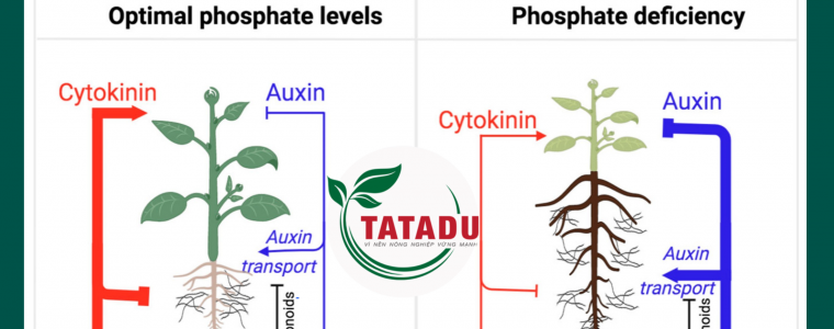 CYTOKININ LA GI UNG DUNG CUA CYTOKININ TRONG NONG NGHIEP