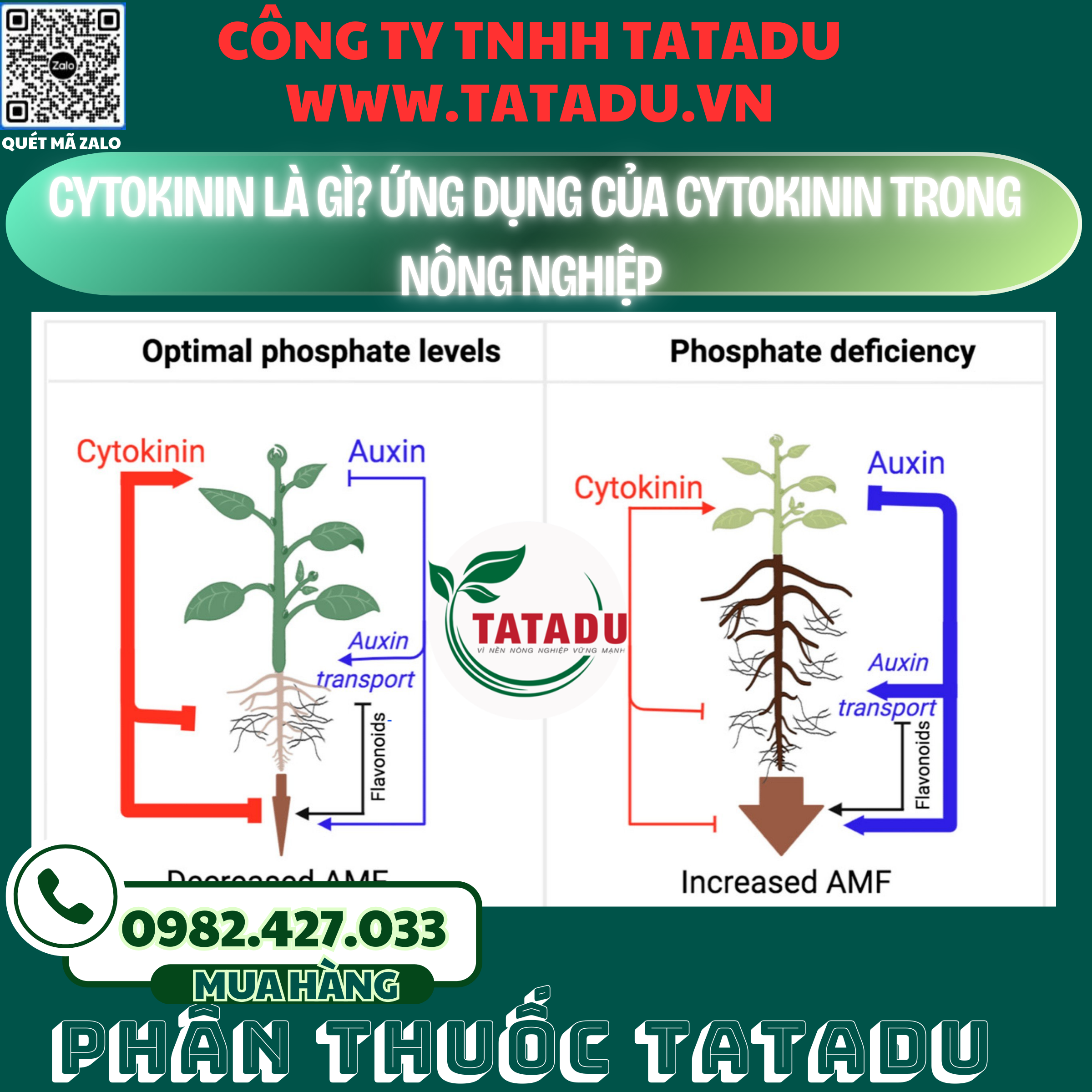 CYTOKININ LA GI UNG DUNG CUA CYTOKININ TRONG NONG NGHIEP