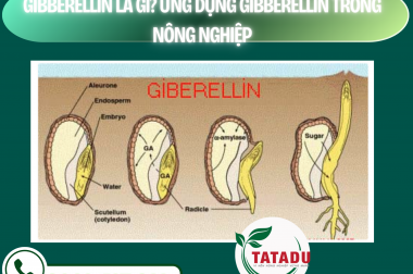 GIBBERELLIN LÀ GÌ? ỨNG DỤNG GIBBERELLIN TRONG NÔNG NGHIỆP – CÔNG TY TNHH TATADU