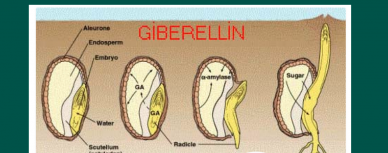 GIBBERELLIN LA GI UNG DUNG GIBBERELLIN TRONG NONG NGHIEP