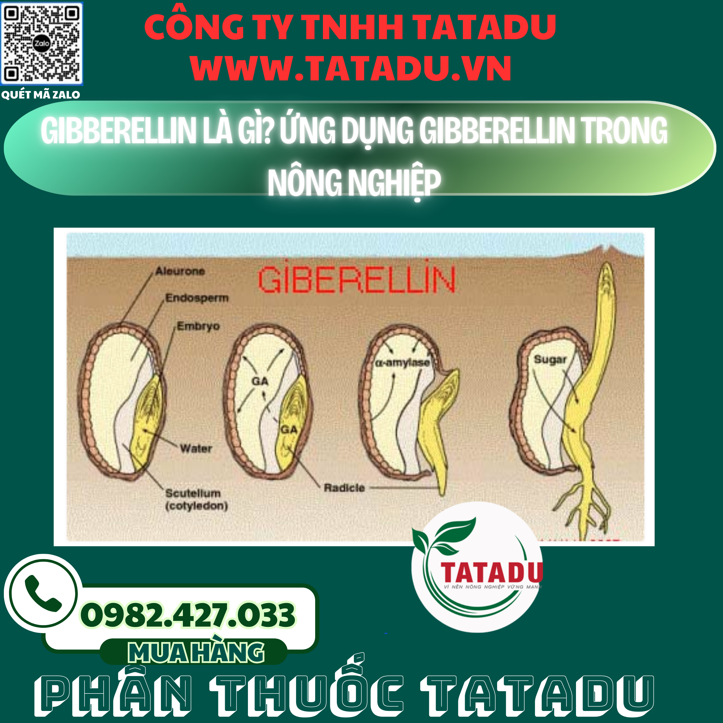 GIBBERELLIN LA GI UNG DUNG GIBBERELLIN TRONG NONG NGHIEP