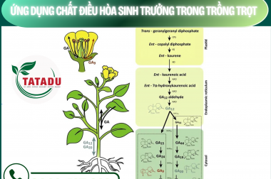 ỨNG DỤNG CHẤT ĐIỀU HÒA SINH TRƯỞNG TRONG TRỒNG TRỌT – CÔNG TY TNHH TATADU