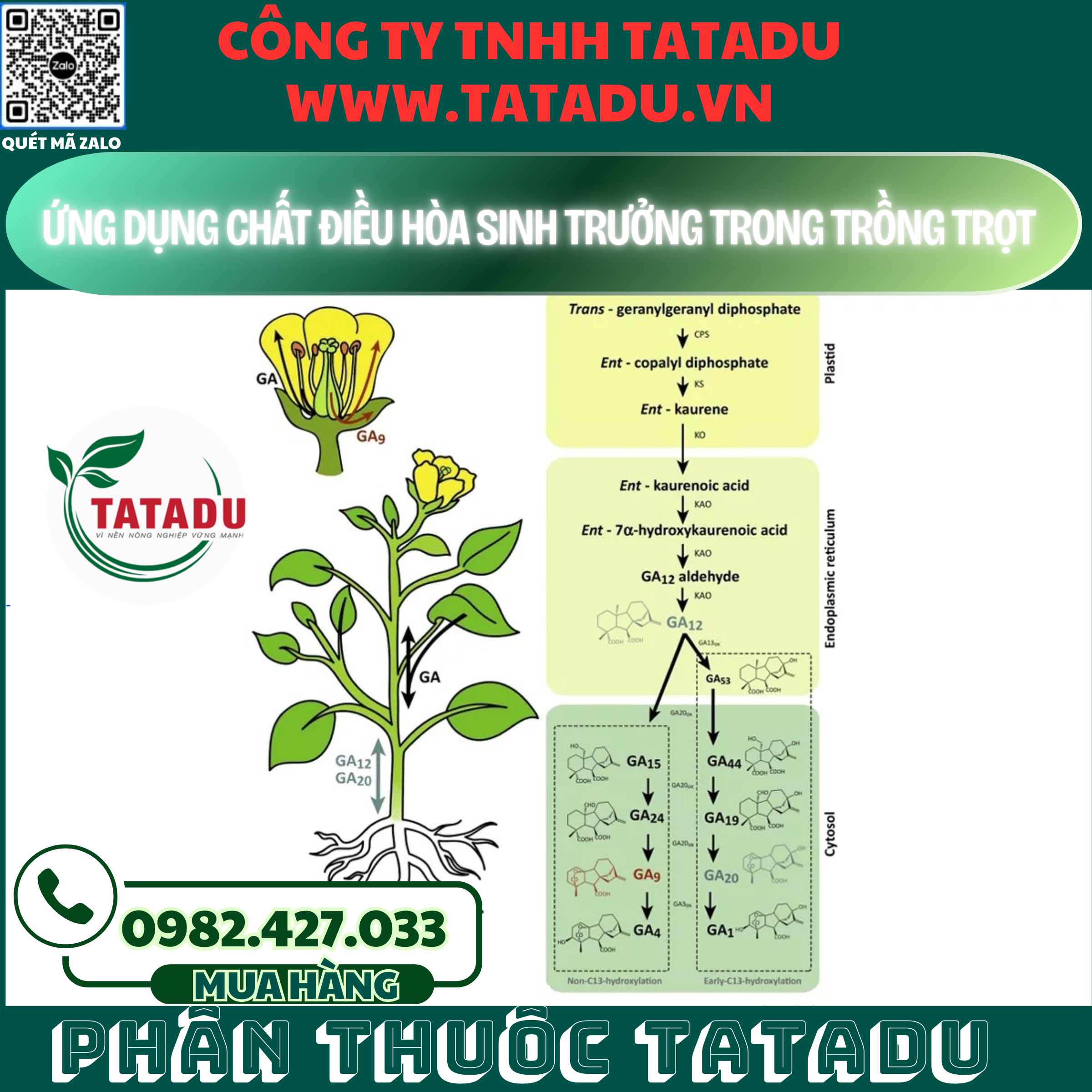 UNG DUNG CHAT DIEU HOA SINH TRUONG TRONG TRONG TROT