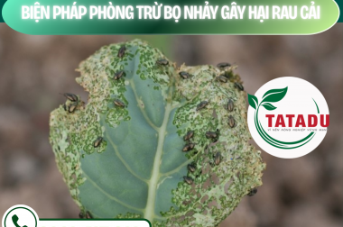 BIỆN PHÁP PHÒNG TRỪ BỌ NHẢY GÂY HẠI RAU CẢI – CÔNG TY TNHH TATADU