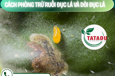 CÁCH PHÒNG TRỪ RUỒI ĐỤC LÁ VÀ DÒI ĐỤC LÁ – CÔNG TY TNHH TATADU