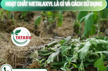 CÁCH PHÒNG VÀ TRỊ BỆNH HÉO XANH HÉO ĐỌT TRÊN CÂY HOA VẠN THỌ – CÔNG TY TNHH TATADU