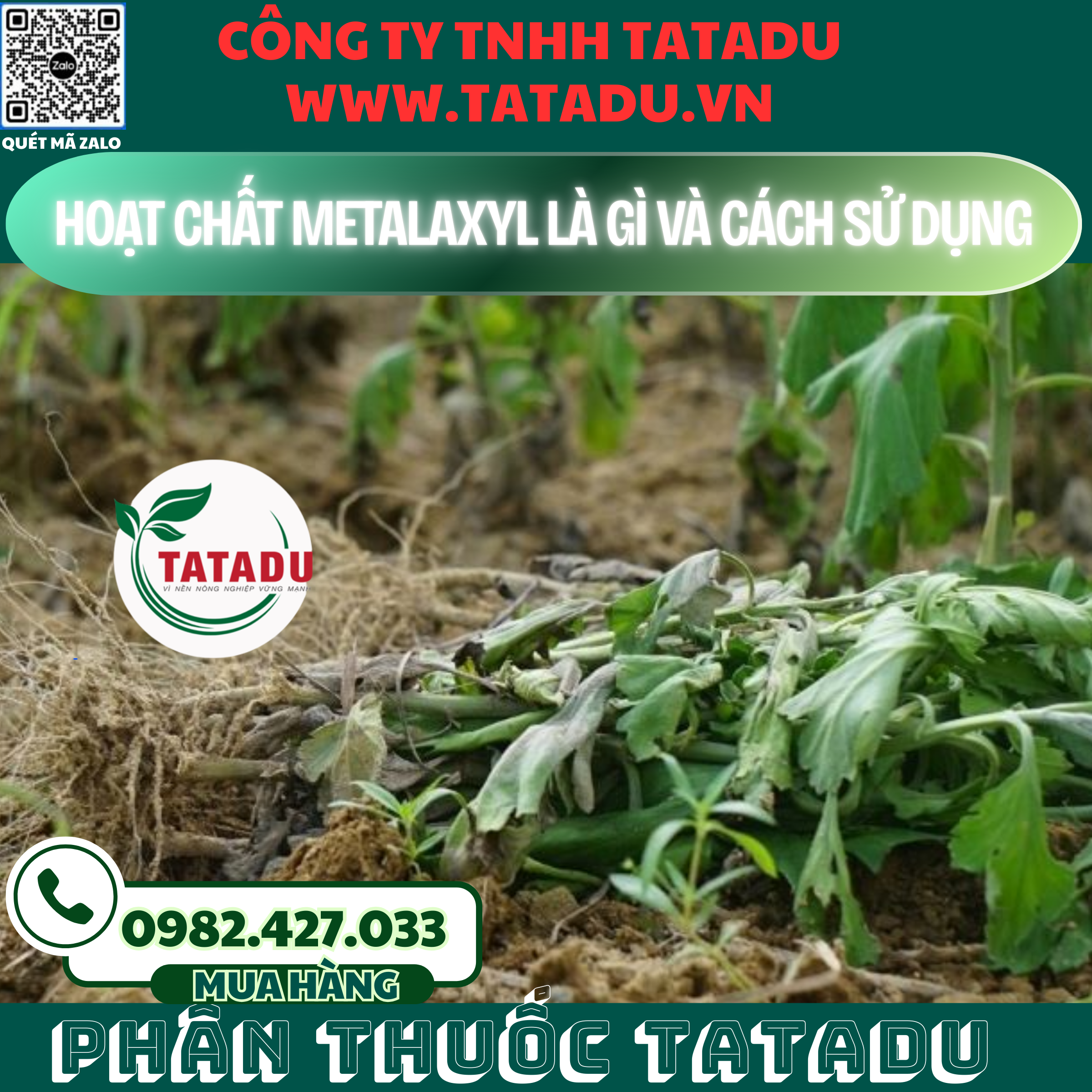 CACH PHONG VA TRI BENH HEO XANH HEO DOT TREN CAY HOA VAN THO