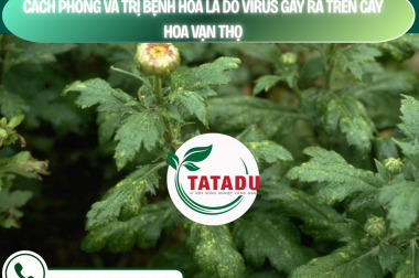 CÁCH PHÒNG VÀ TRỊ BỆNH HOA LÁ DO VIRUS GÂY RA TRÊN CÂY HOA VẠN THỌ – CÔNG TY TNHH TATADU