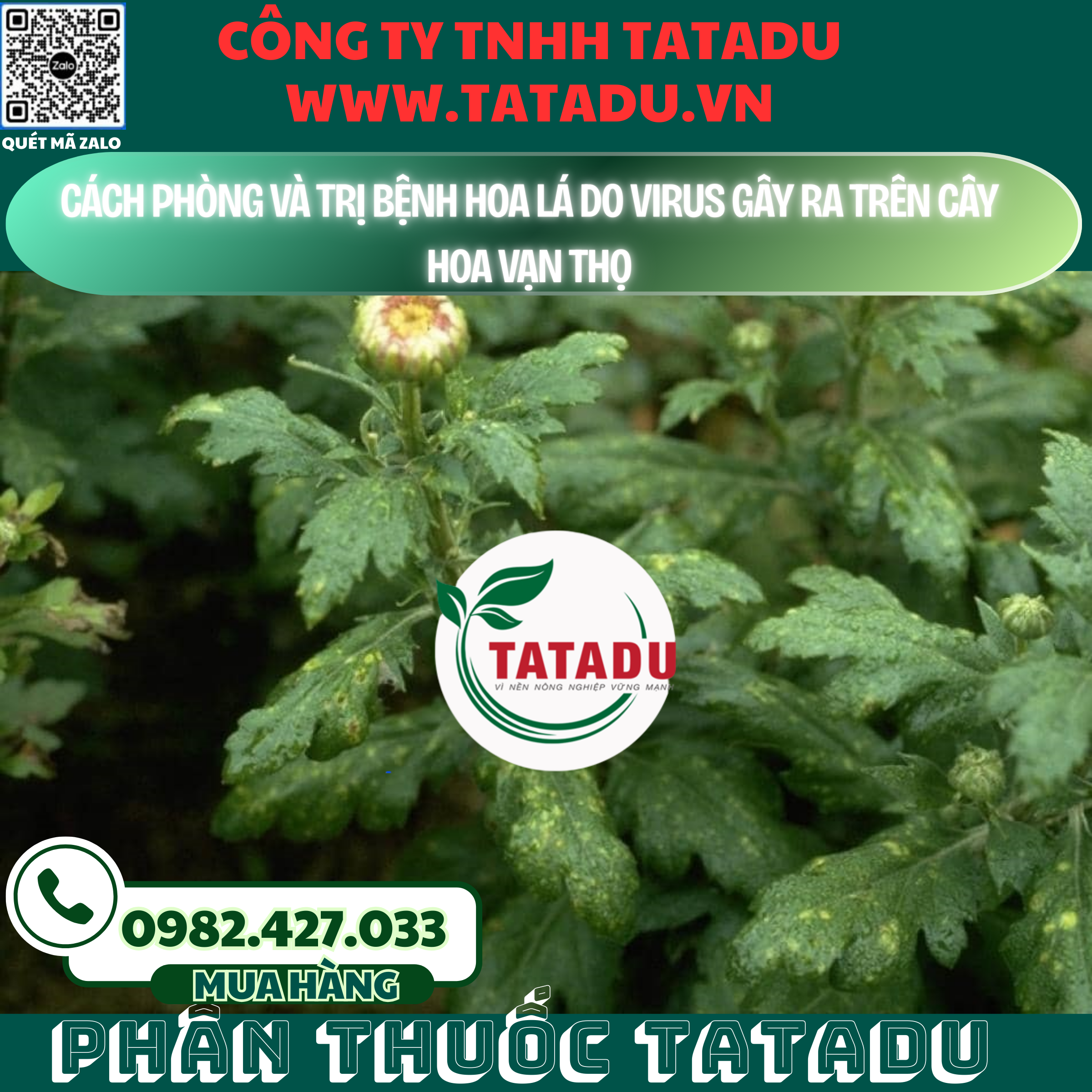 CACH PHONG VA TRI BENH HOA LA DO VIRUS GAY RA TREN CAY HOA VAN THO