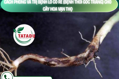 CÁCH PHÒNG VÀ TRỊ BỆNH LỞ CỔ RỄ (BỆNH THỐI GỐC TRẮNG) CHO CÂY HOA VẠN THỌ – CÔNG TY TNHH TATADU