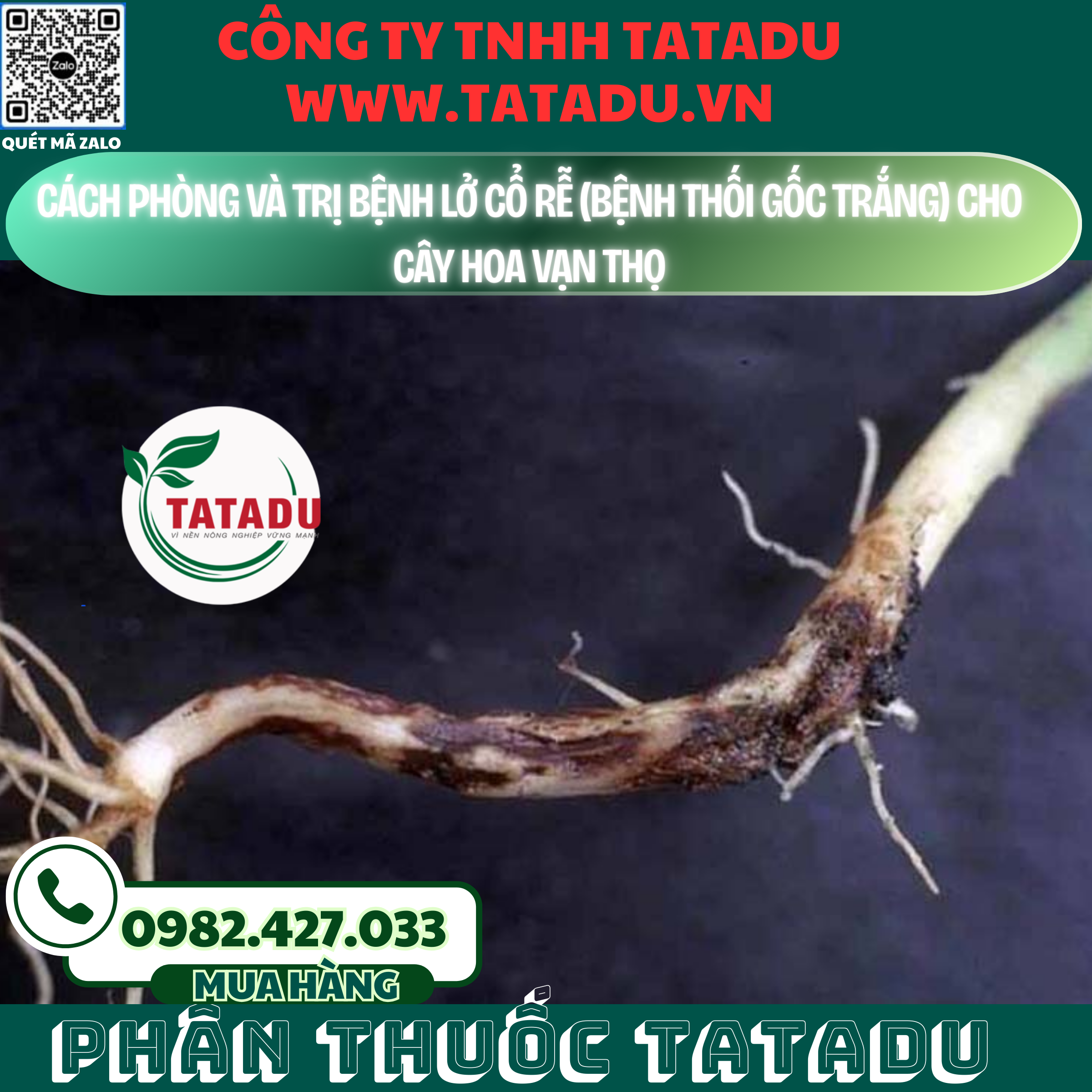 CACH PHONG VA TRI BENH LO CO RE BENH THOI GOC TRANG CHO CAY HOA VAN THO
