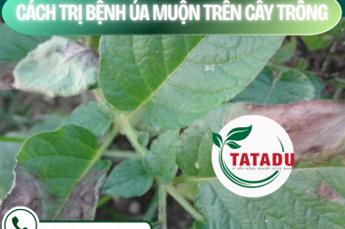 TRỊ BỆNH ÚA MUỘN TRÊN CÂY TRỒNG – LATE BLIGHT TREATMENT ON PLANT – CÔNG TY TNHH TATADU