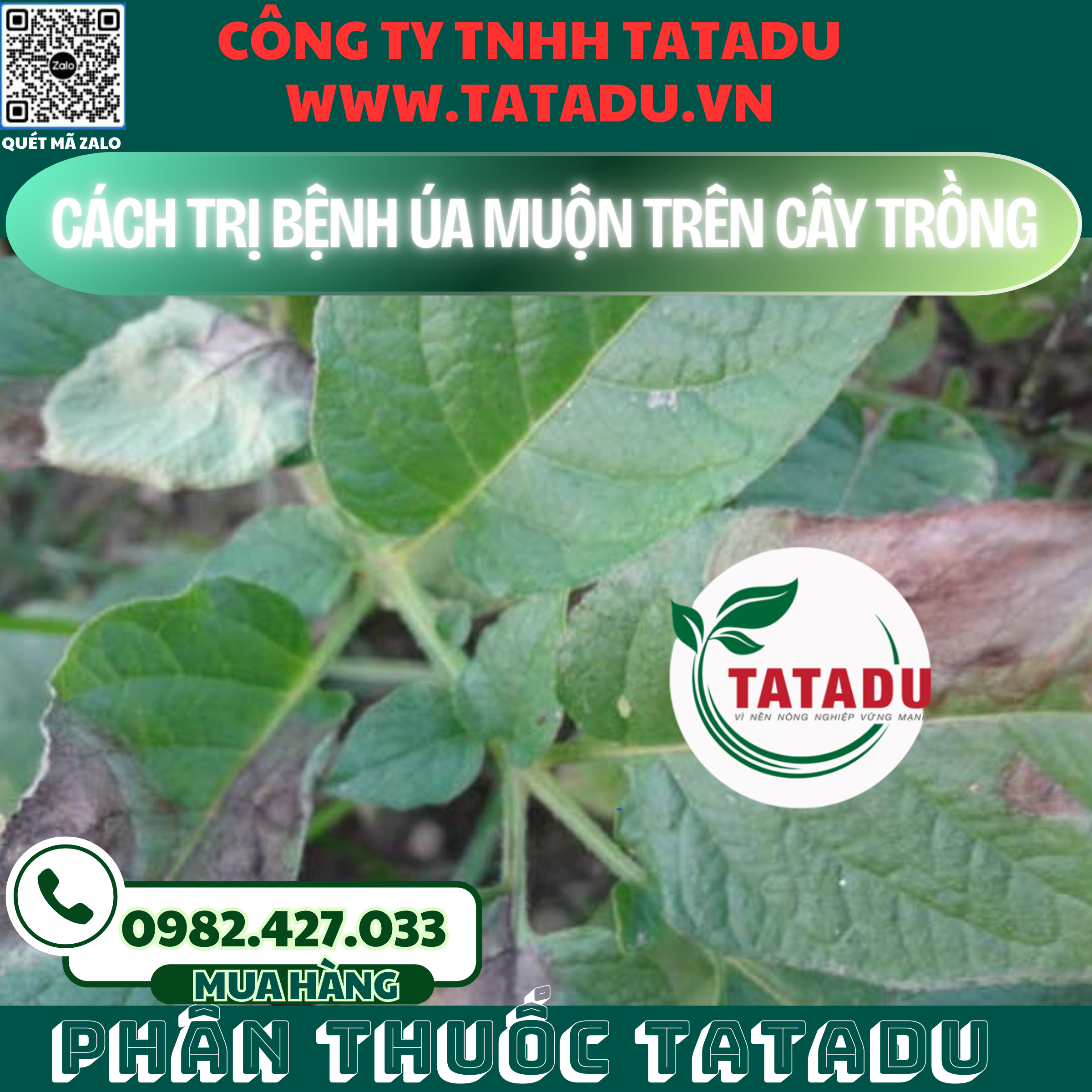 CACH TRI BENH UA MUON TREN CAY TRONG