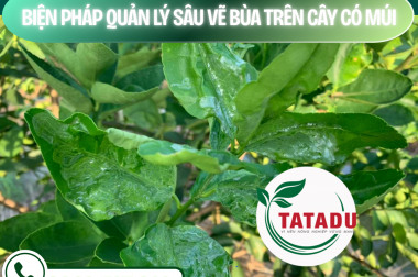BIỆN PHÁP QUẢN LÝ SÂU VẼ BÙA TRÊN CÂY CÓ MÚI (PHYLLOCNISTIS CITRELLA) – CÔNG TY TNHH TATADU
