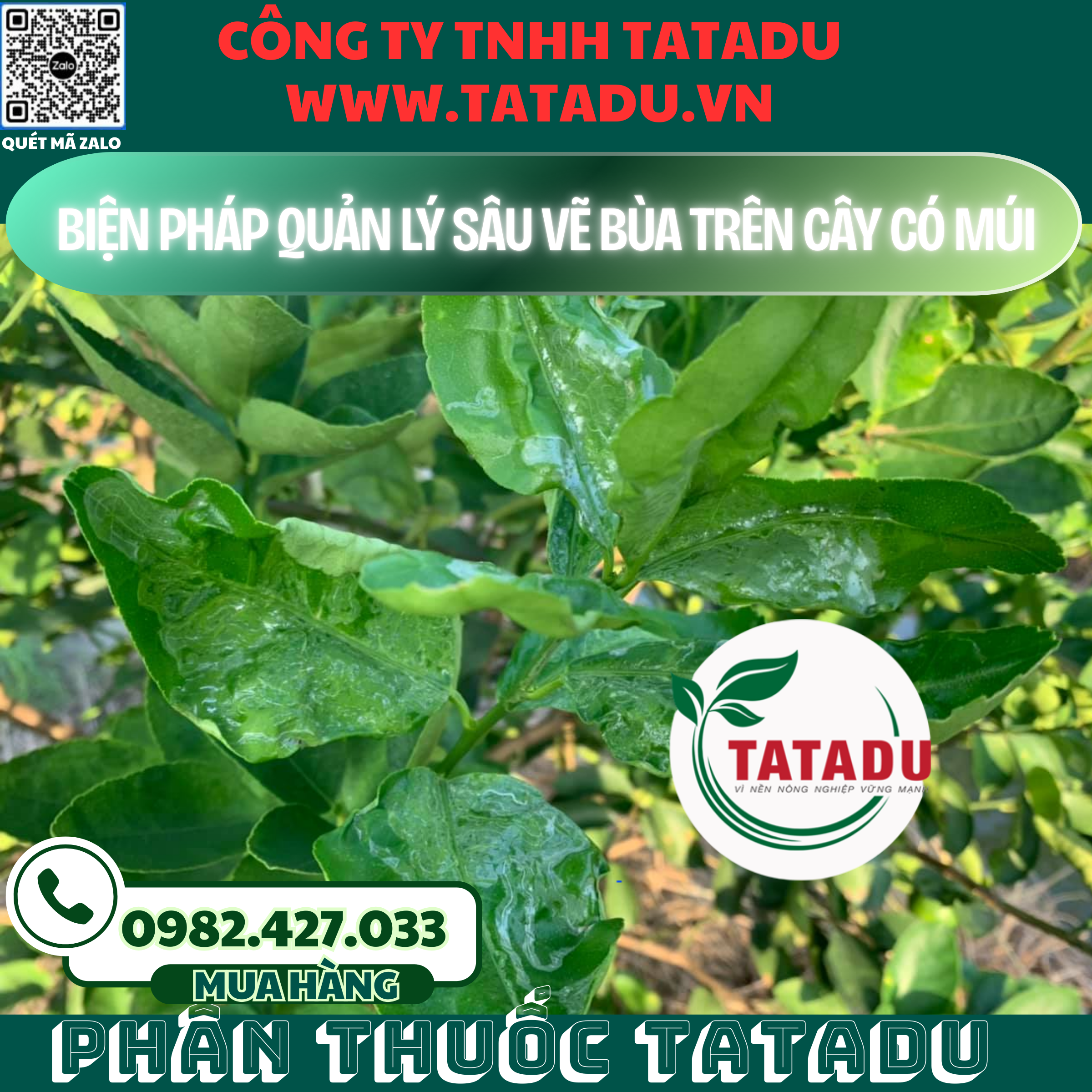 BIEN PHAP QUAN LY SAU VE BUA TREN CAY CO MUI