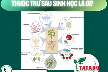 THUỐC TRỪ SÂU SINH HỌC LÀ GÌ? – CÔNG TY TNHH TATADU