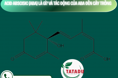 ACID ABSCISIC (ABA) LÀ GÌ? VÀ TÁC ĐỘNG CỦA ABA ĐẾN CÂY TRỒNG – CÔNG TY TNHH TATADU