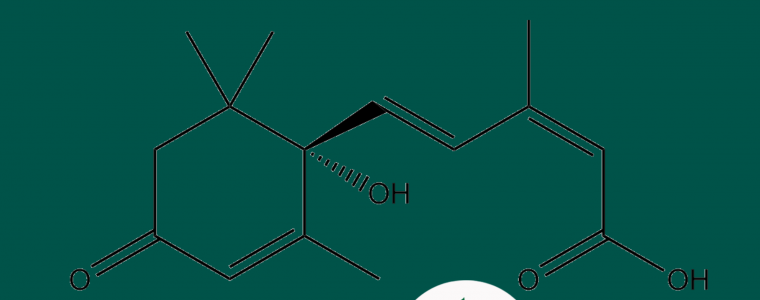 ACID ABSCISIC ABA LA GI VA TAC DONG CUA ABA DEN CAY TRONG